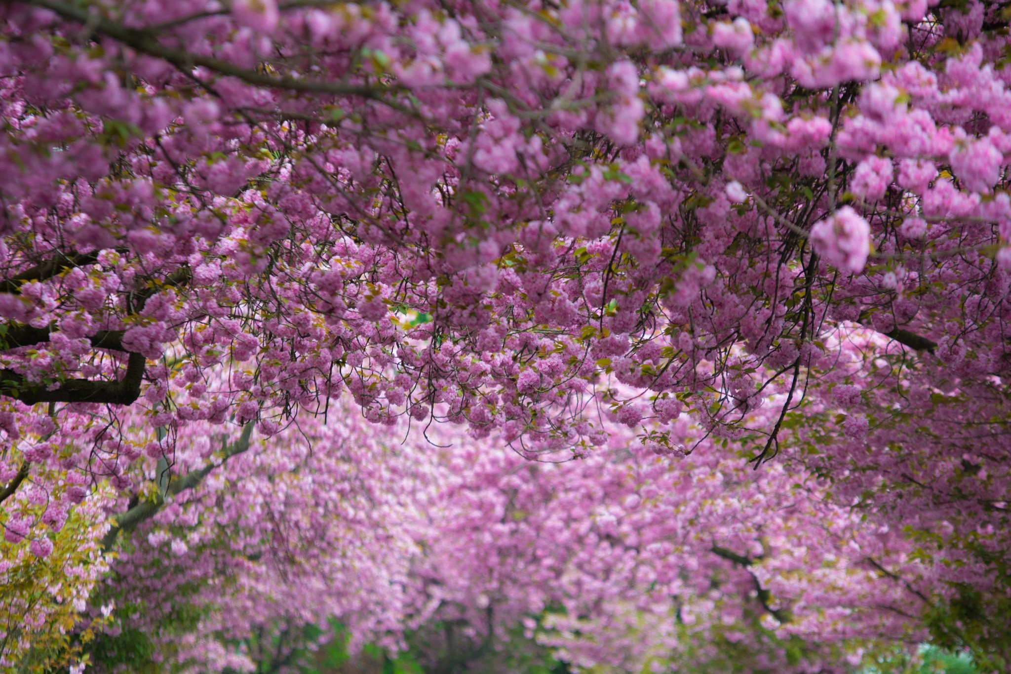 Что цветет розовым цветом деревья. Сакура пурпурная (мелкозубчатая. Вишня розовоцветущая. Сирень и Сакура. Японский сад Кавати Фудзи.