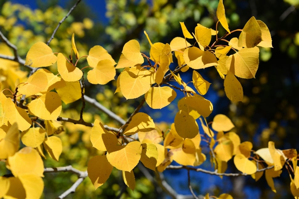 Autumn, Tree, Aspen, Nature, Fall, yellow, plant preview