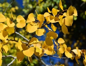 Autumn, Tree, Aspen, Nature, Fall, yellow, plant thumbnail