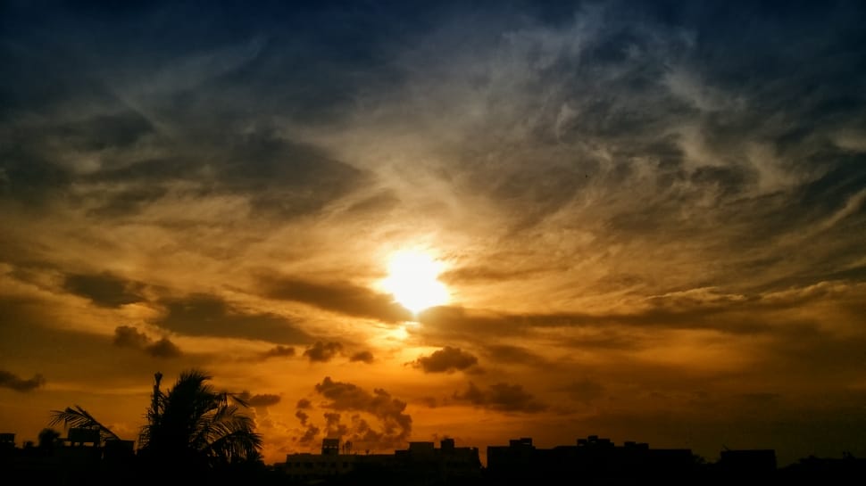 silhouette of tree during sunset preview
