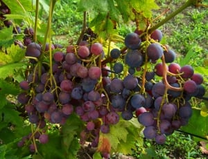 bundle of grapes thumbnail