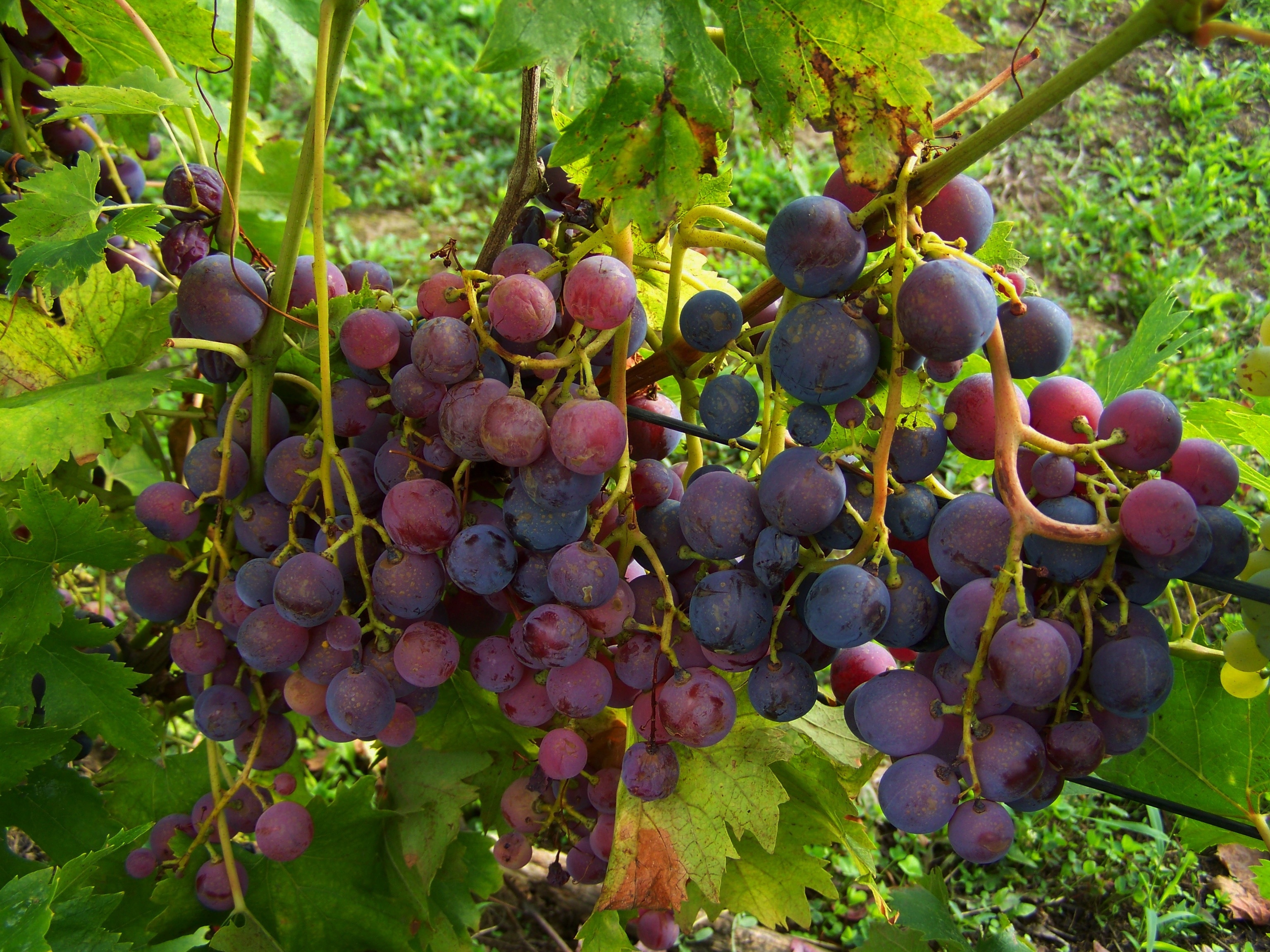 bundle of grapes