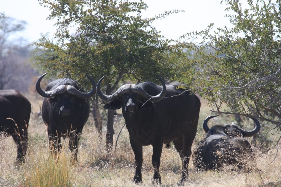 Wild Animals, Bison, Africa, animal wildlife, animals in the wild preview