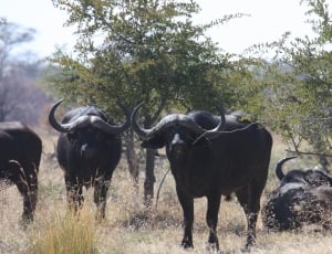 Wild Animals, Bison, Africa, animal wildlife, animals in the wild thumbnail