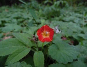 red morning glory in bloom thumbnail