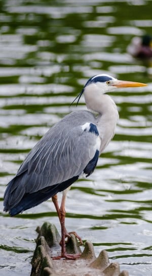 grey and blue long legged bird thumbnail