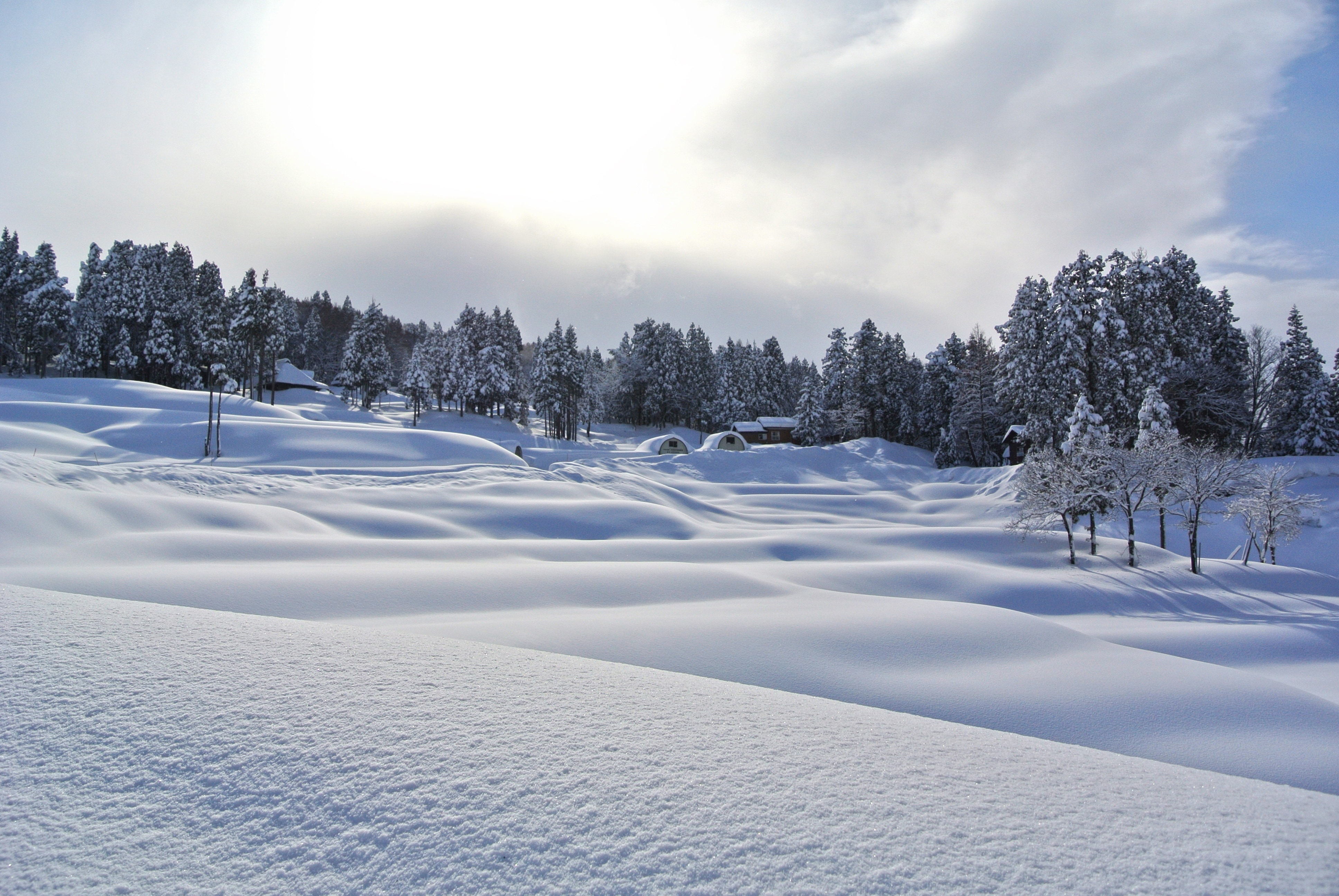 snow filled trees photo