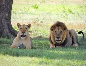 brown lion and lioness thumbnail