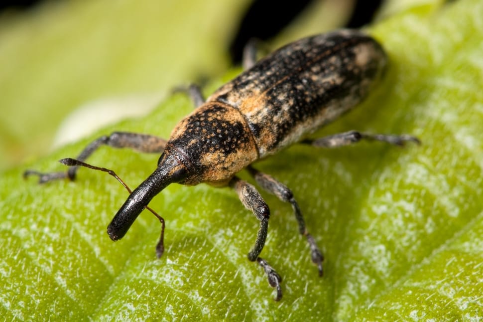 Weevil, Bug, Insect, Lixus Scrobicollis, one animal, animal themes preview