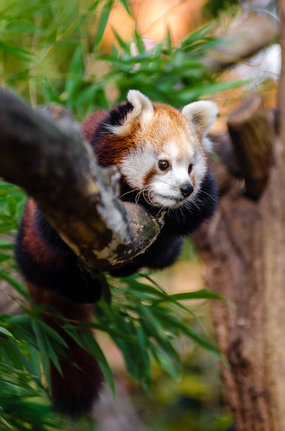 shallow focus photography of red panda preview