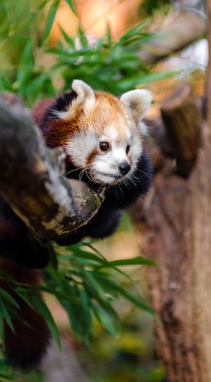 shallow focus photography of red panda thumbnail