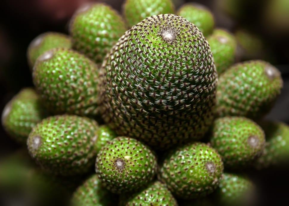 Rebutia Heliosa, Crown Cactus, Cactus, green color, close-up preview