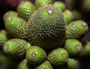 Rebutia Heliosa, Crown Cactus, Cactus, green color, close-up thumbnail