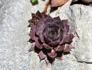 Stone Garden, Plant, Houseleek, Garden, flower, petal thumbnail