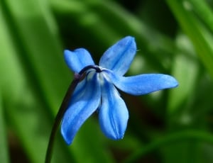 blue Flower thumbnail