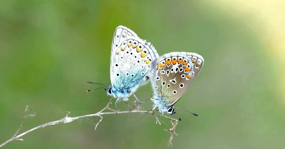 2 blue gray and orange butterflies preview