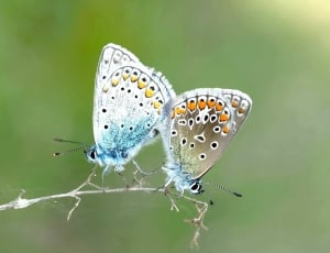 2 blue gray and orange butterflies thumbnail