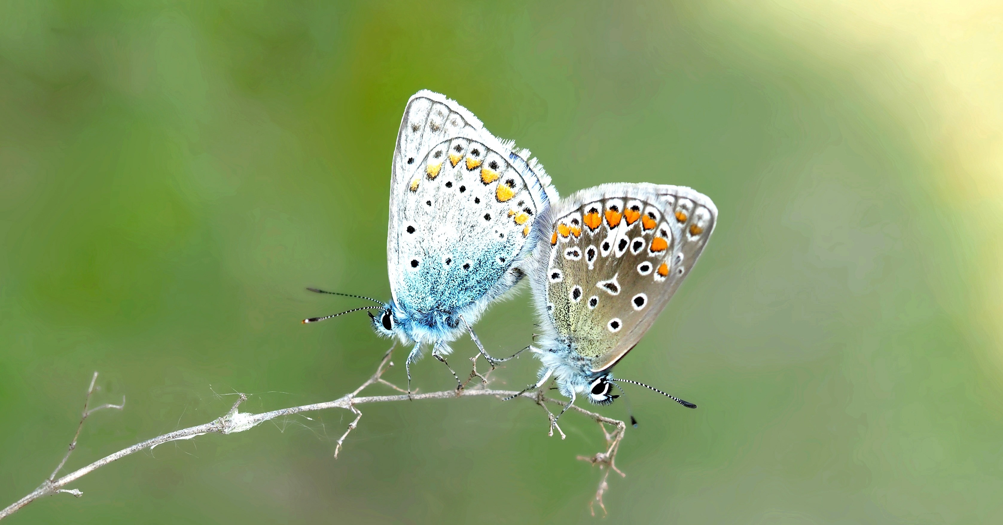2 blue gray and orange butterflies
