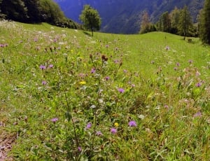 Nature, Prato, Trees, Green, Grass, grass, nature thumbnail