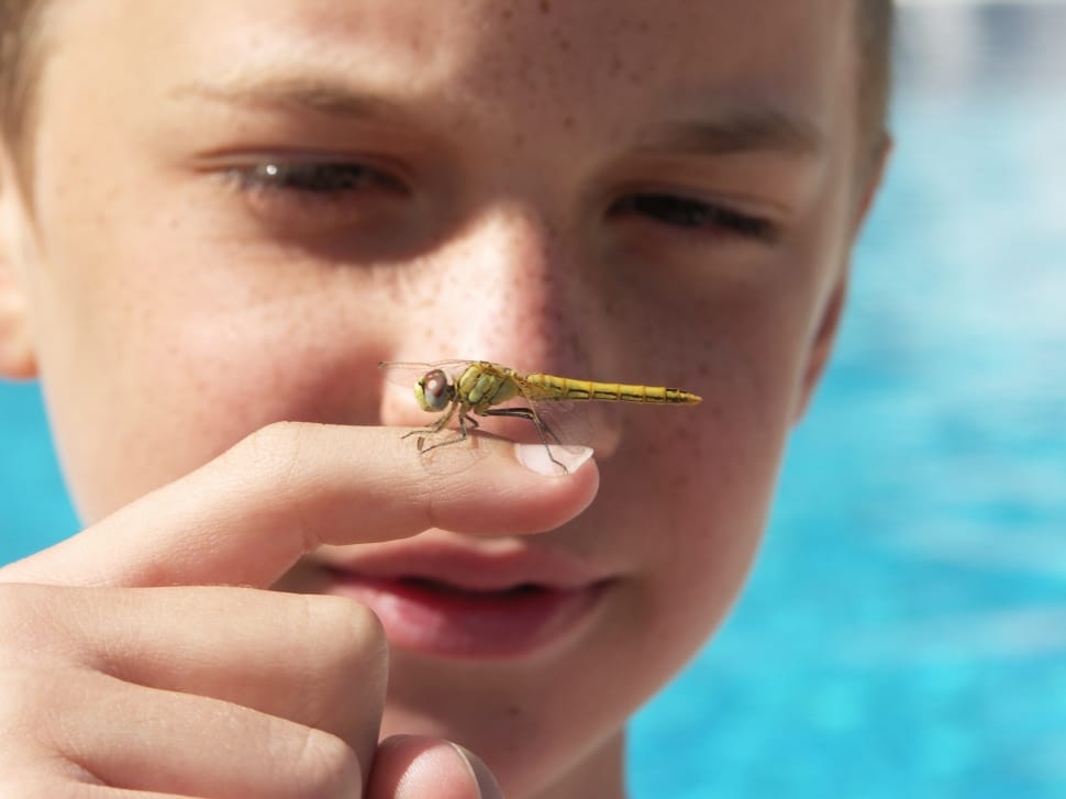 Summer, Water, Holiday, Dragonfly, one animal, headshot preview