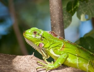 green iguana on brown branch during day time thumbnail