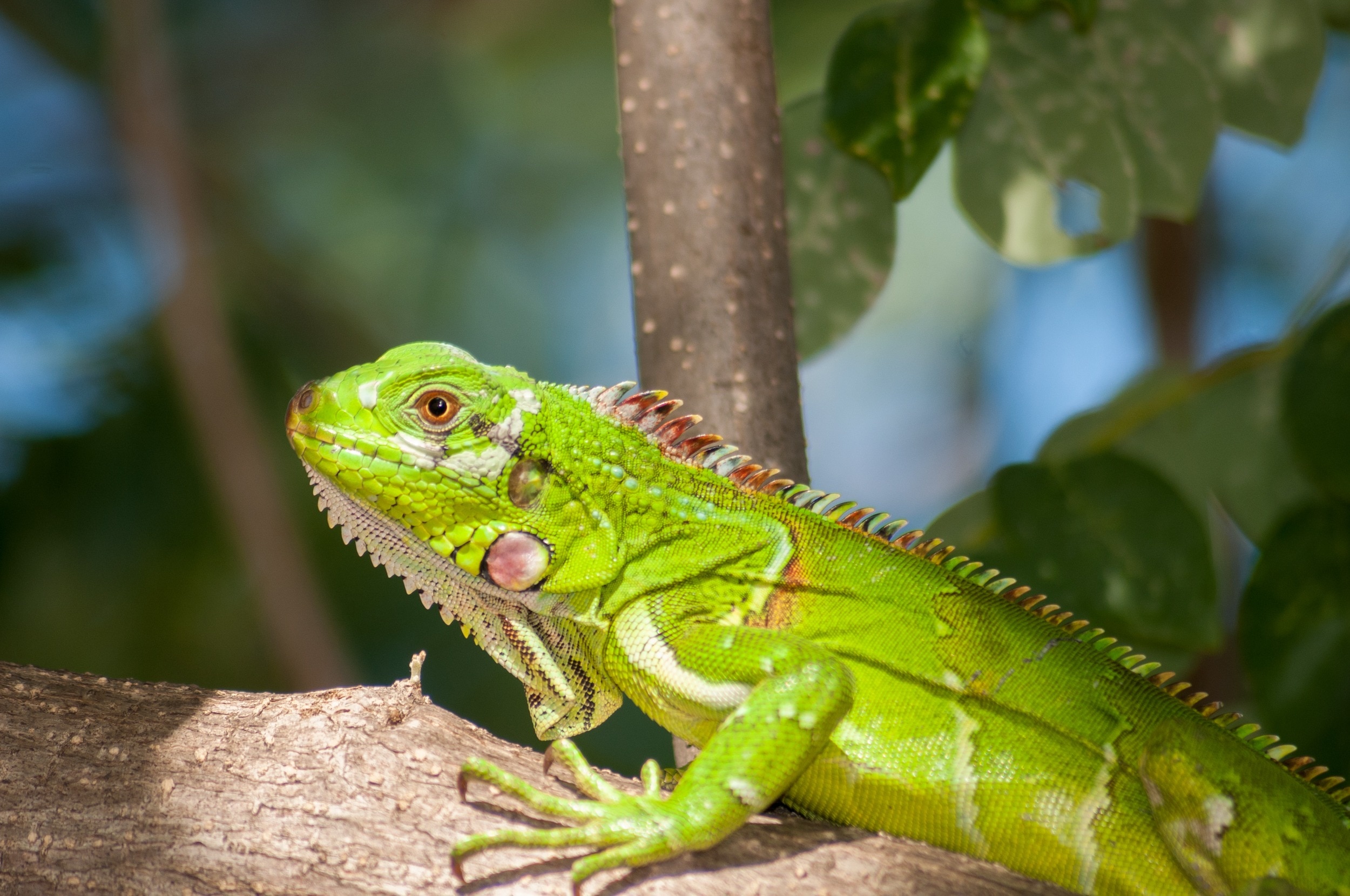 green iguana on brown branch during day time