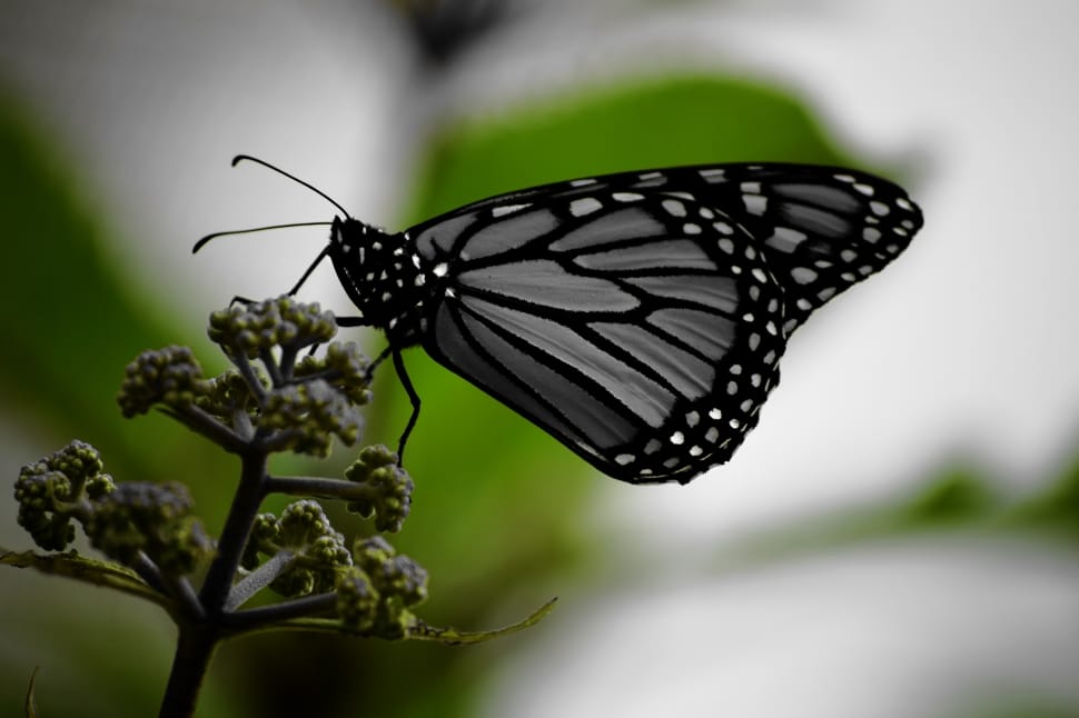 black butterfly on green plant preview