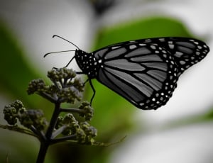 black butterfly on green plant thumbnail