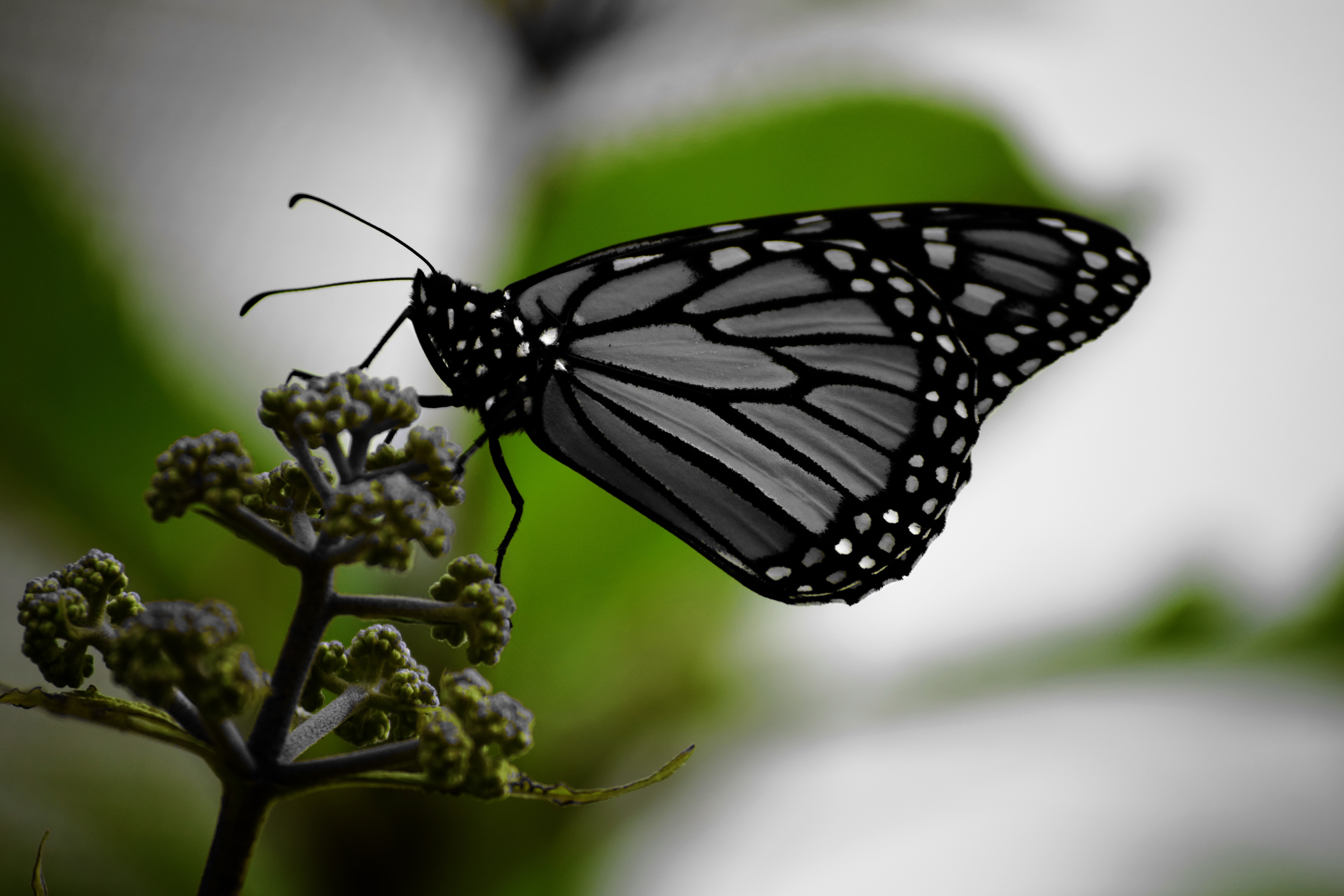 black butterfly on green plant