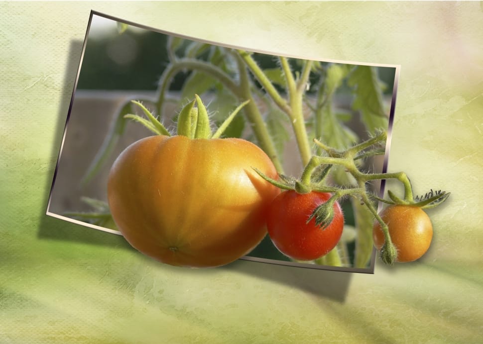 three tomatoes on green textile \ preview