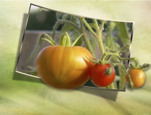 three tomatoes on green textile \ thumbnail