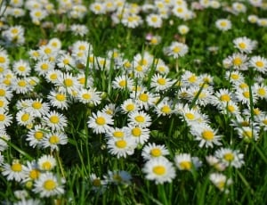 Blossom, Daisy, White, Bloom, Flower, flower, growth thumbnail