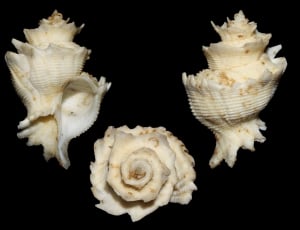 3 white conch shell thumbnail