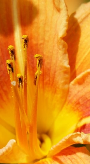 Stamens, Stamen, Pollen, Anther, Ovary, flower, nature thumbnail