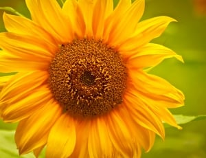 yellow sunflower photo thumbnail