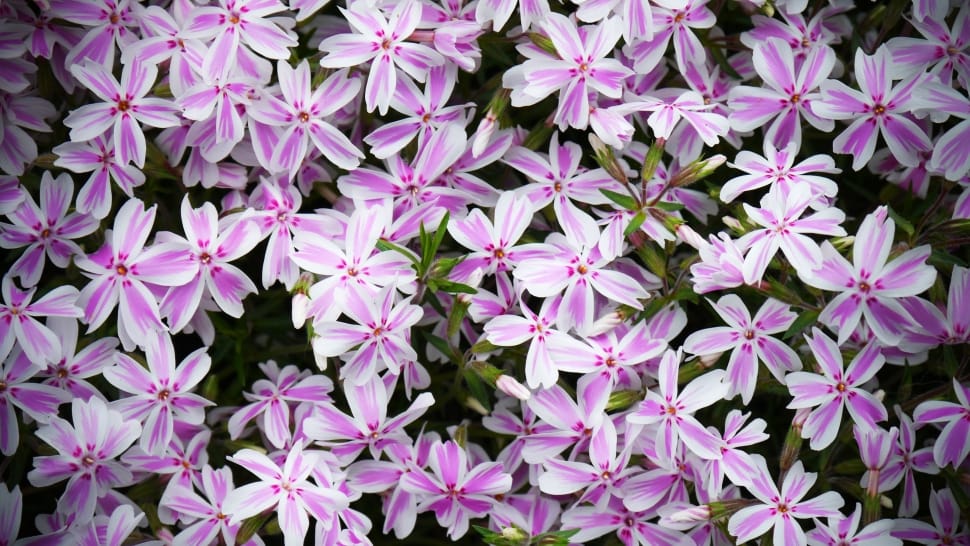 purple and white 5 petaled flowers preview