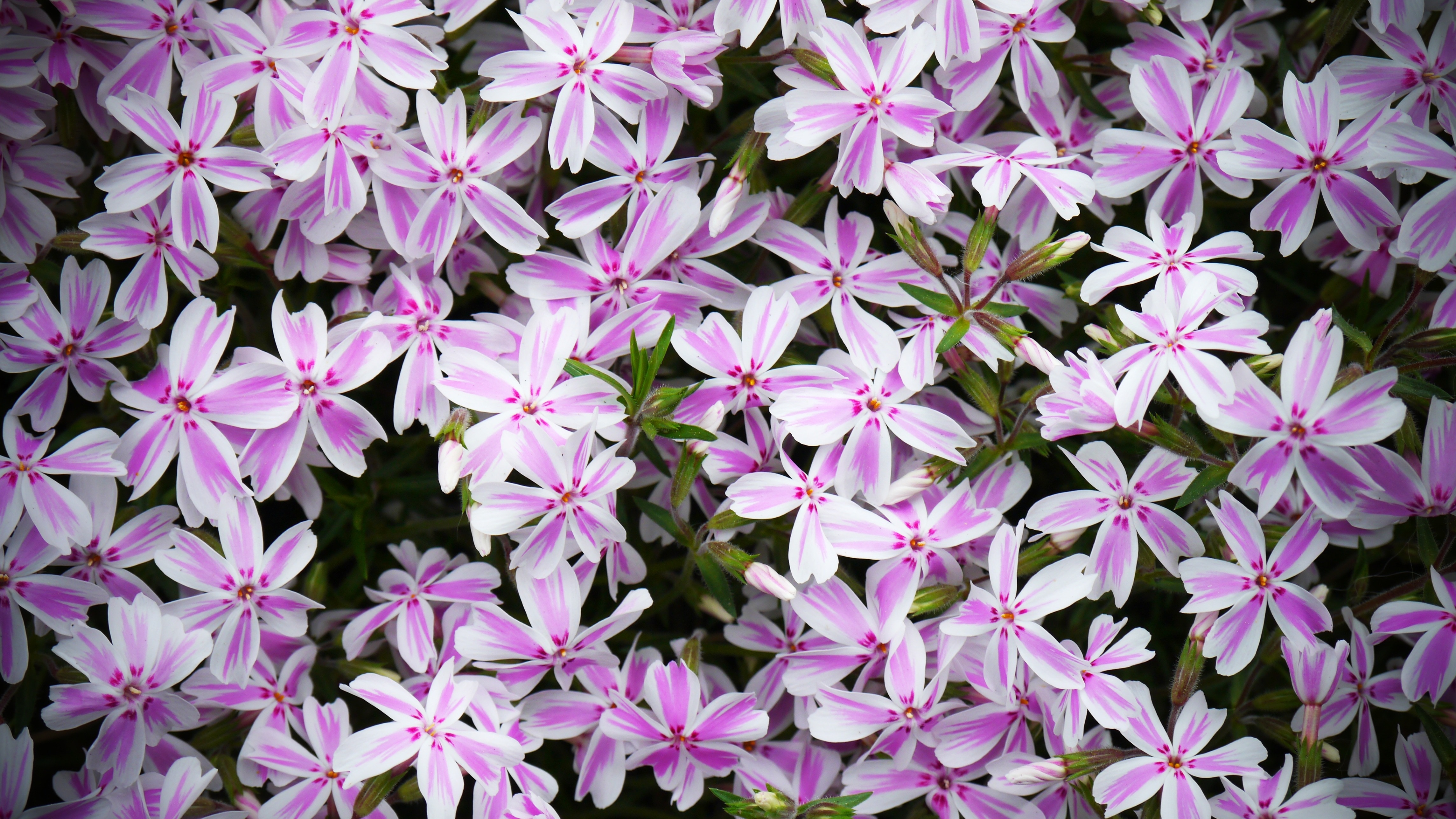 purple and white 5 petaled flowers
