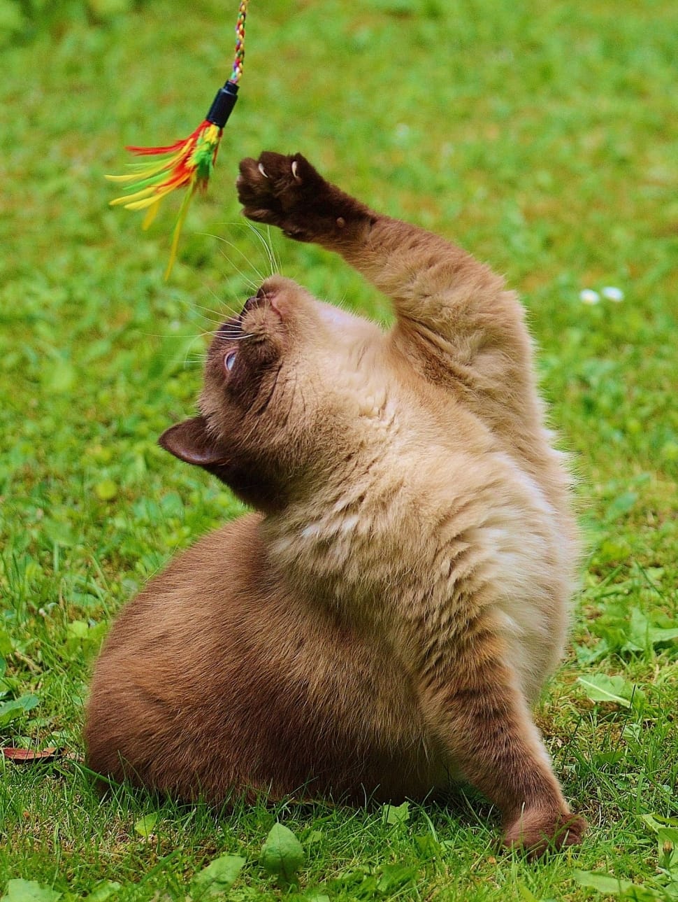 siamese cat preview