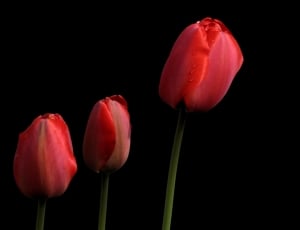 3 pink tulips thumbnail