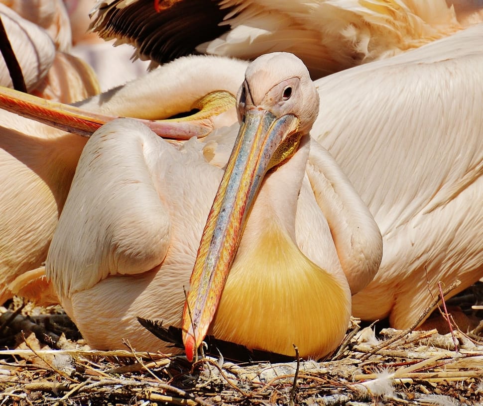 pelican litter preview