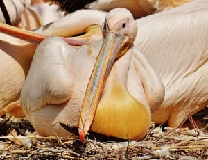 pelican litter thumbnail
