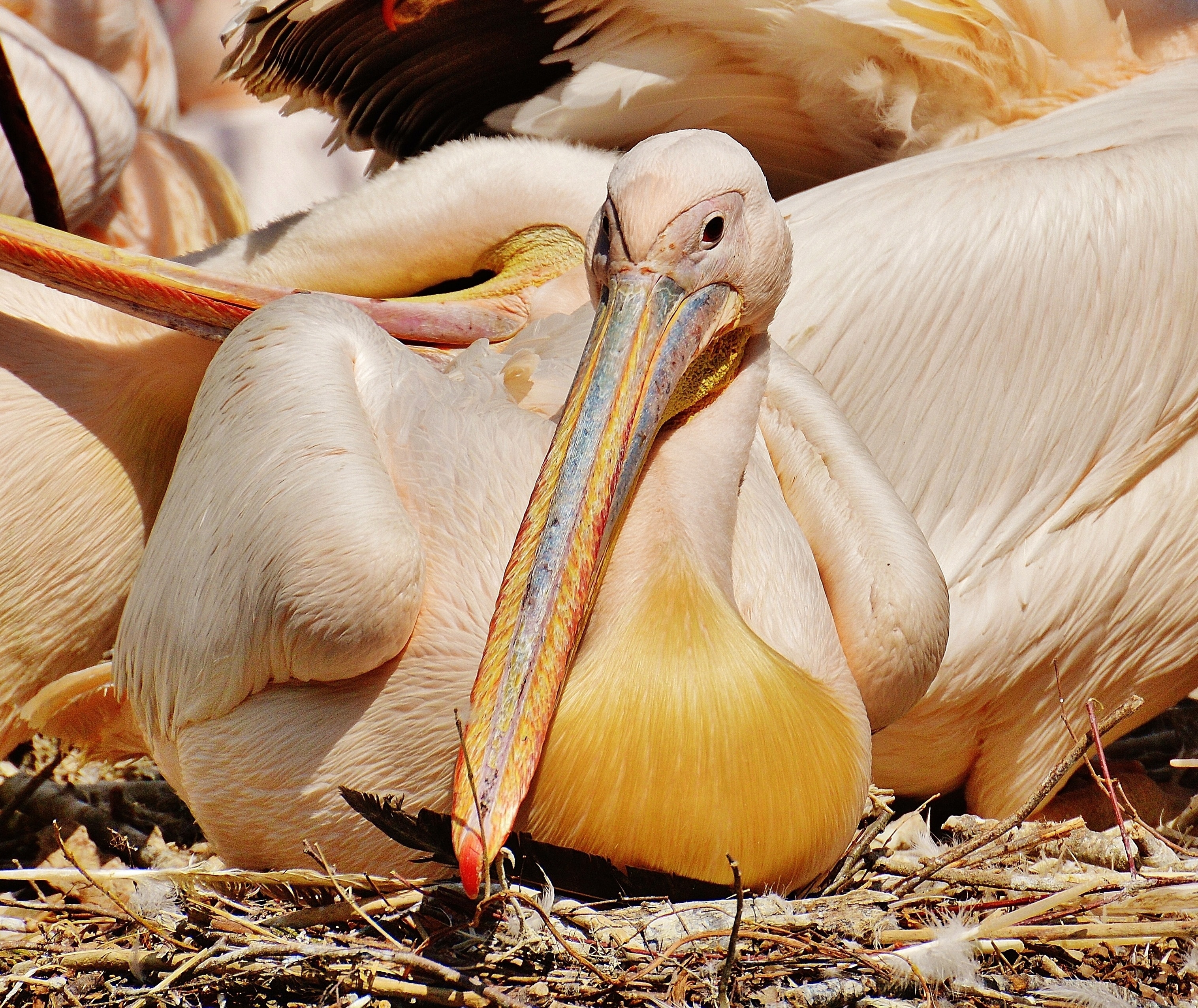 pelican litter