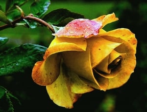 Rose, Macro, Yellow Rose, Rose Flower, flower, petal thumbnail