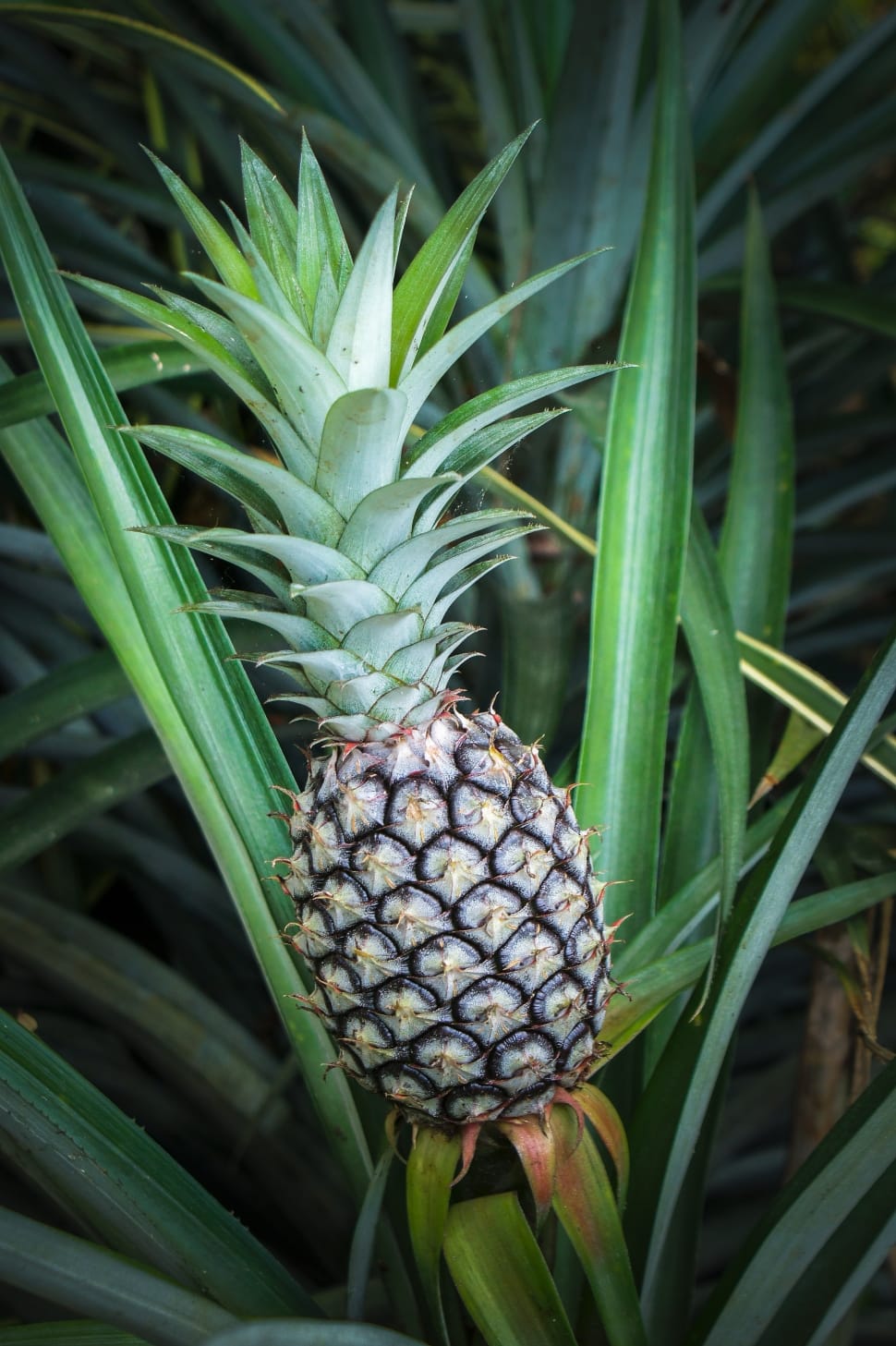 pineapple fruit preview