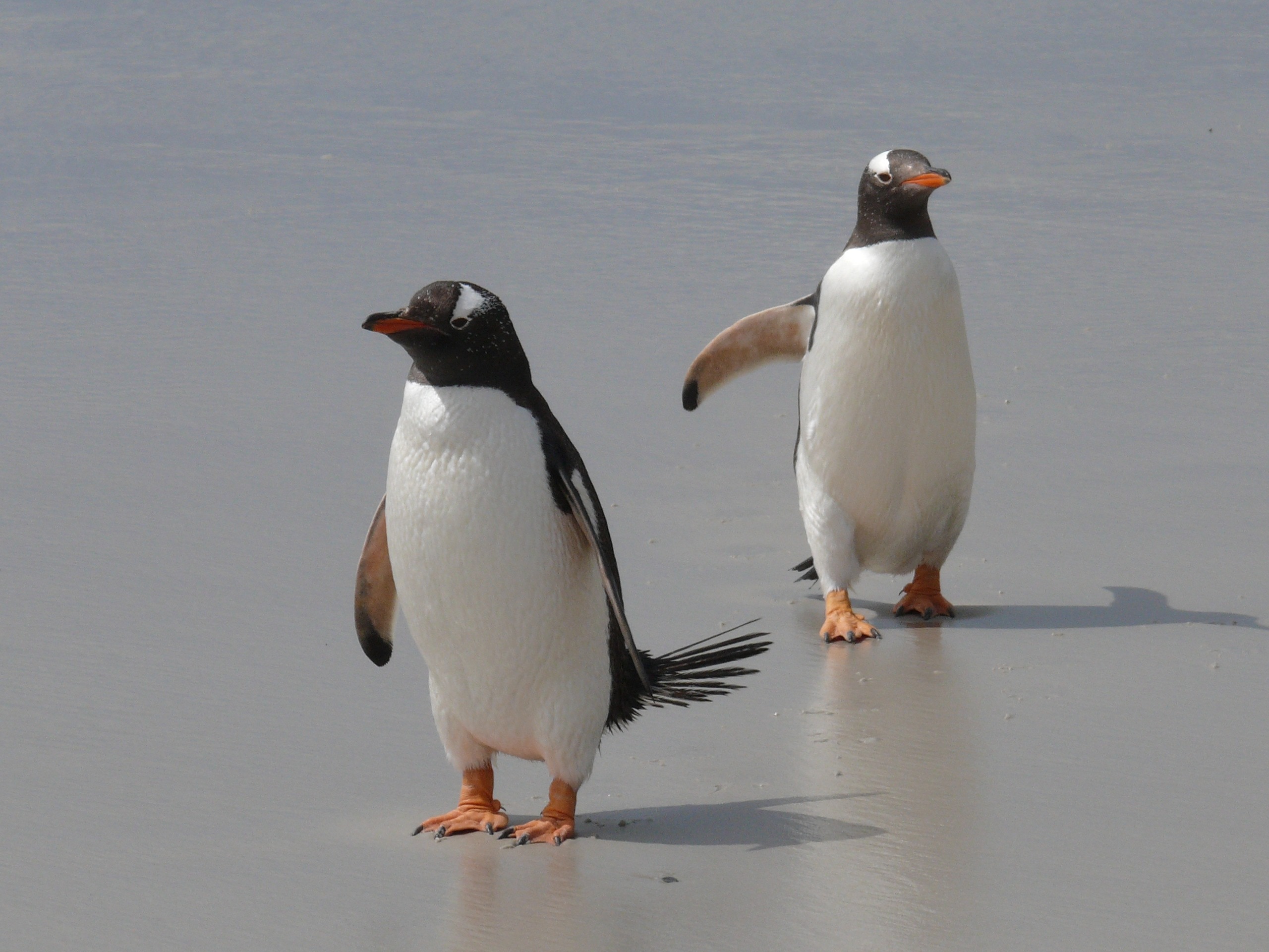 2 white and black penguins