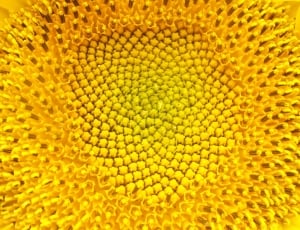 Sunflowers, Flower, Sunflower, Nature, yellow, backgrounds thumbnail