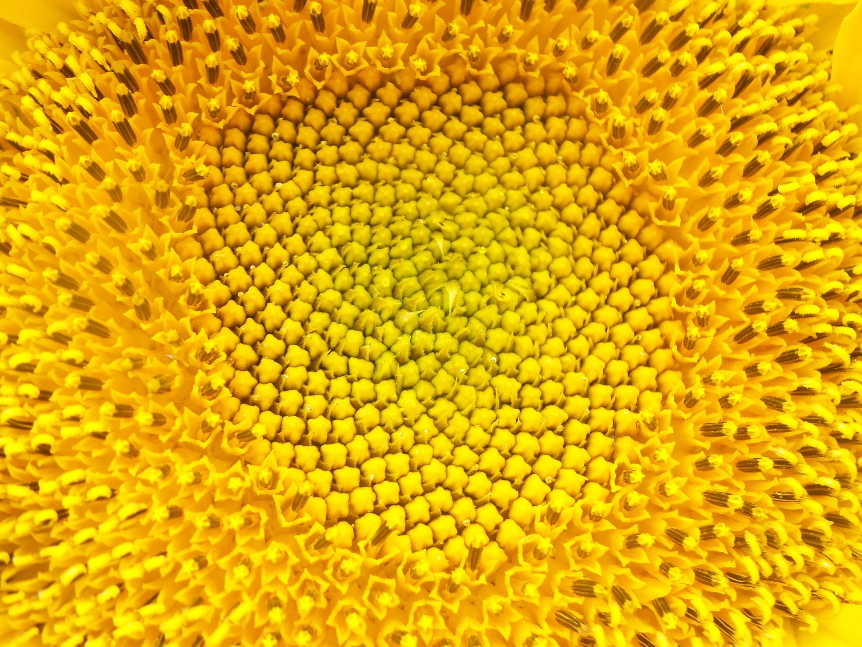 Sunflowers, Flower, Sunflower, Nature, yellow, backgrounds