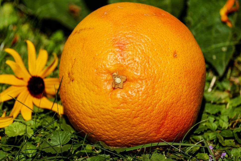 orange citrus fruit preview