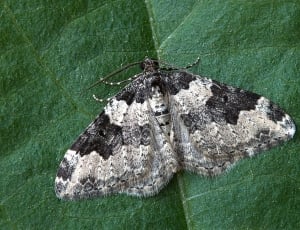 black and gray moth thumbnail