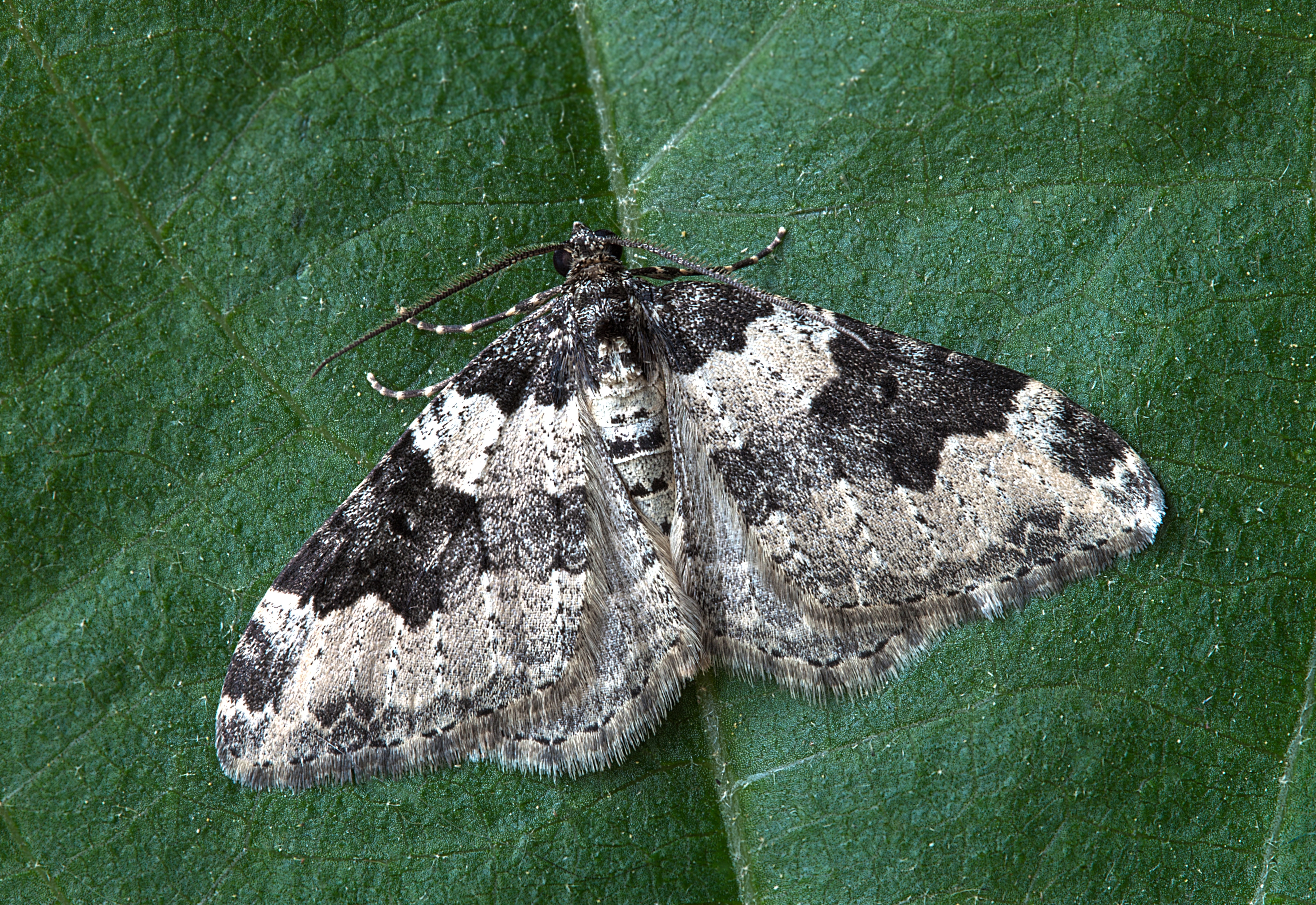 black and gray moth